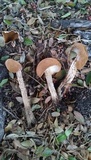 Battarrea phalloides image