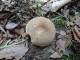 Boletus variipes image