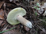 Boletus variipes image