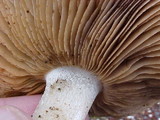Hebeloma crustuliniforme image