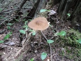 Hymenopellis furfuracea image