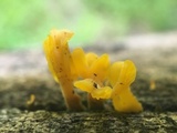 Dacryopinax spathularia image