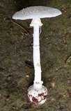 Amanita abrupta image