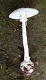 Amanita abrupta image