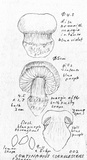 Cortinarius glaucocephalus image