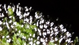 Arcyria cinerea image