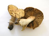 Cortinarius caperatus image