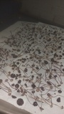 Panaeolus cinctulus image