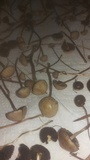 Panaeolus cinctulus image