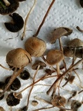 Panaeolus cinctulus image