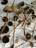 Panaeolus cinctulus image