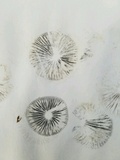 Panaeolus cinctulus image
