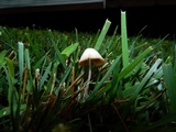 Conocybe apala image