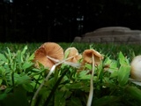 Conocybe apala image