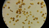 Conocybe apala image