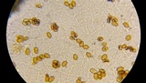Conocybe apala image