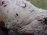 Hohenbuehelia petaloides image