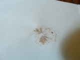 Conocybe apala image
