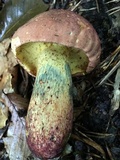 Baorangia bicolor image