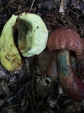 Baorangia bicolor image