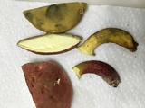 Baorangia bicolor image