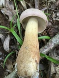 Tylopilus rubrobrunneus image