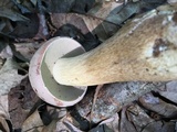 Tylopilus rubrobrunneus image