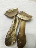 Tylopilus rubrobrunneus image