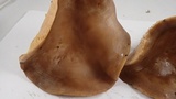 Lactarius argillaceifolius image
