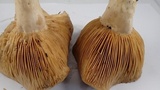 Lactarius argillaceifolius image