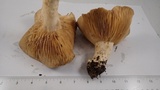 Lactarius argillaceifolius image