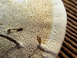 Trametes gibbosa image
