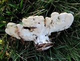 Trametes gibbosa image