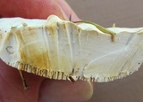 Trametes gibbosa image