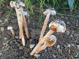 Battarrea phalloides image