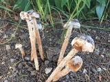 Battarrea phalloides image