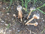 Battarrea phalloides image