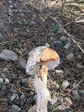 Battarrea phalloides image