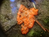 Phlebia radiata image