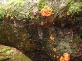 Phlebia radiata image