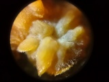 Phlebia radiata image