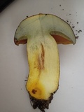 Lanmaoa angustispora image