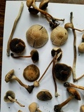Panaeolus cinctulus image