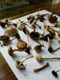 Panaeolus cinctulus image