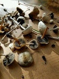 Panaeolus cinctulus image