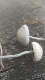 Panaeolus cinctulus image