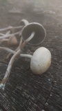 Panaeolus cinctulus image