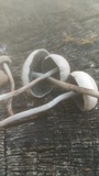 Panaeolus cinctulus image