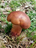 Lanmaoa angustispora image