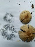 Panaeolus cinctulus image